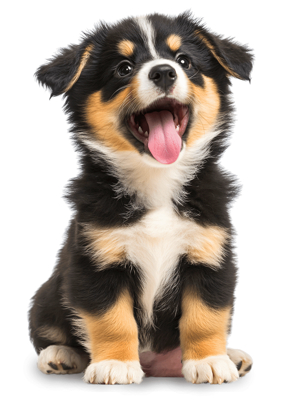 Cachorro Avant