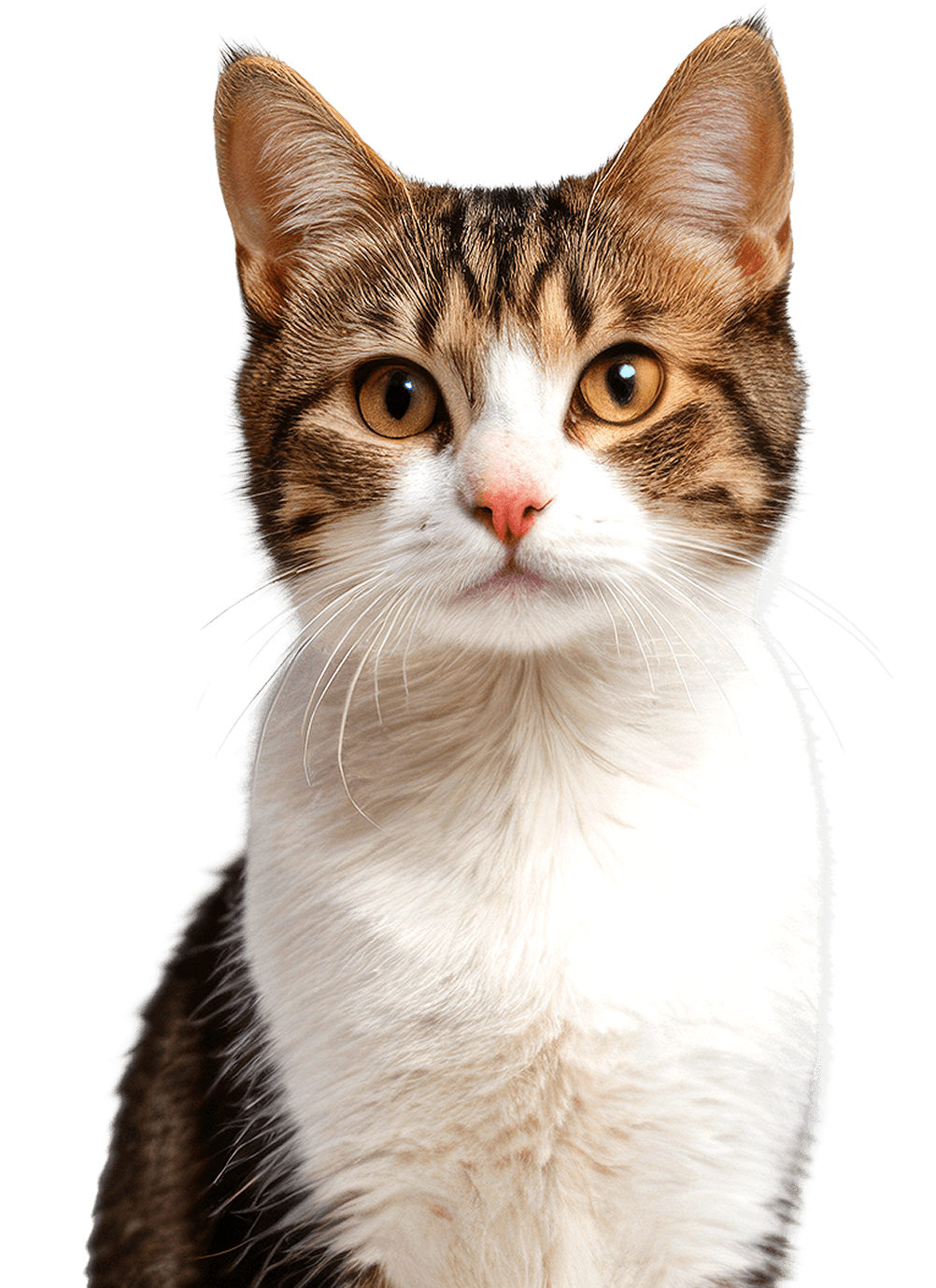 Gato ProCat Care
