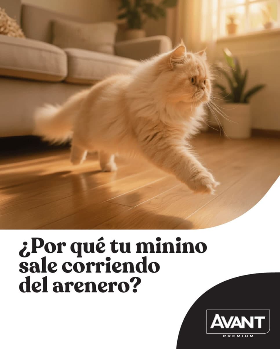 Avant Premium gatos — contenido en Instagram Post