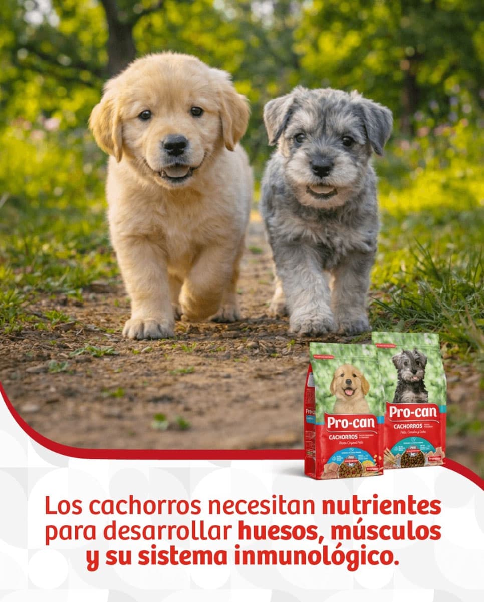 Pro-can — contenido en Instagram Reel