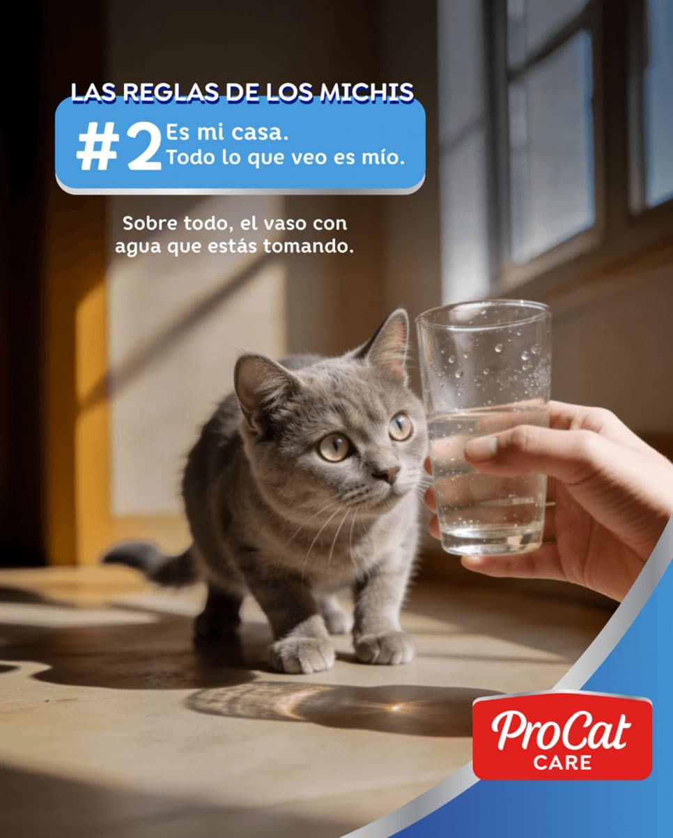 ProCat Care — contenido en Instagram Post
