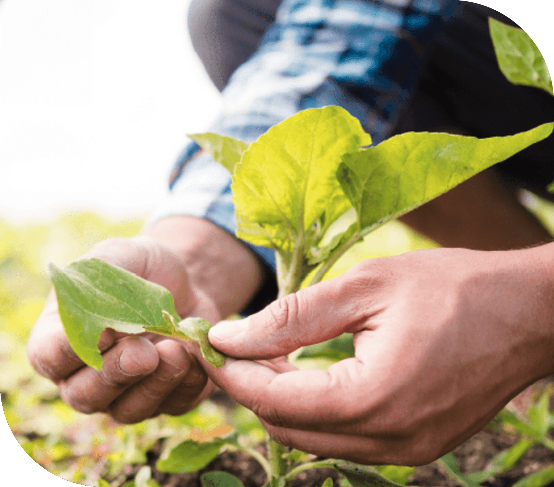 Manos cuidando una planta — compromiso con las comunidades