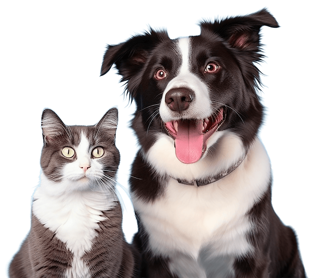 Perro y gato