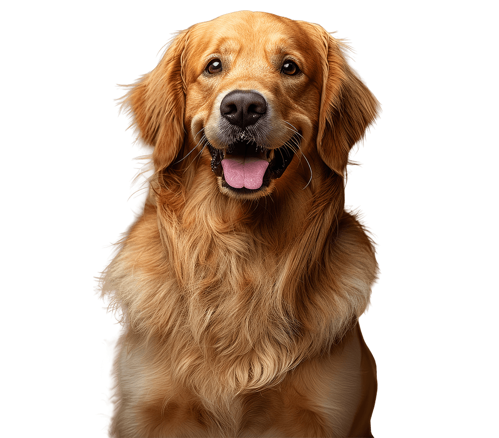 Perro Pro-can