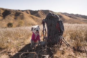  Perro pequeño a lado de una mochila especial para montaña. 